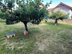 IMG 1295 IMG 1295